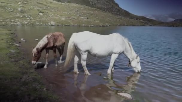 Vista Estática Cavalos Que Bebem Água Lago Ayous Nos Pirinéus — Vídeo de Stock