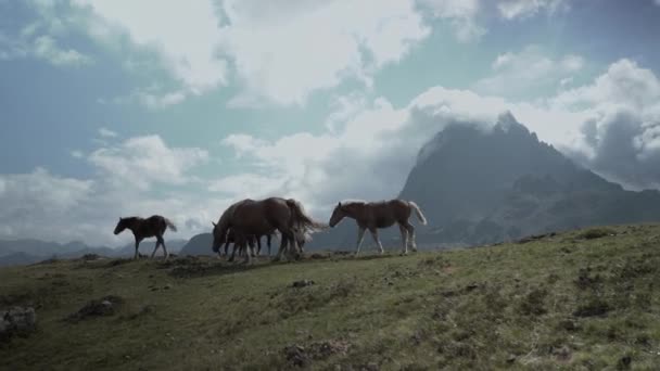 明るい晴れた朝にフランスのピレネー山脈のAyous湖に沿って馬の放牧草のグループのビュー 水平4Kビデオ — ストック動画