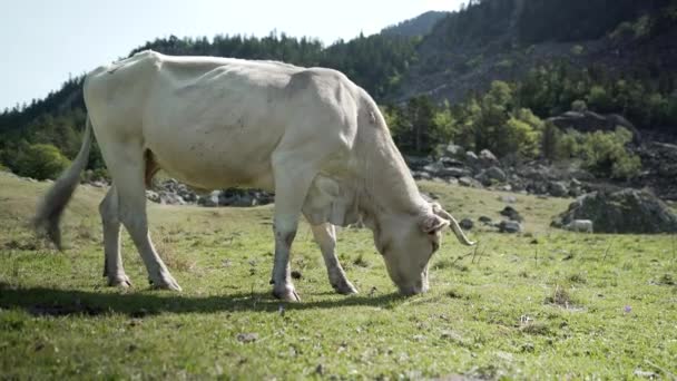 明るい晴れた朝にフランスのピレネー山脈に位置する草原で白い牛の放牧のビューを閉じます 水平4Kビデオ — ストック動画