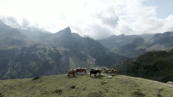 空中後方の動きは 湖Ayousピレネー山脈 明るい晴れた朝にフランスの横にある草原に沿って馬の放牧のグループのショット 水平4Kビデオ — ストック動画