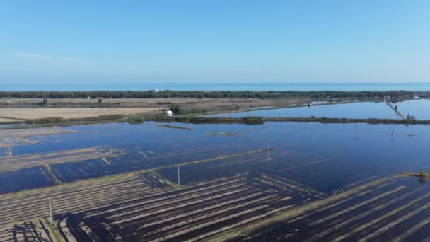 Beautiful Aerial Drone Footage Rows Agricultural Field Water Irrigation Submerged — Vídeos de Stock