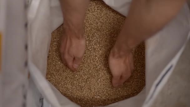 Hands Taking Pouring Barley Malt Grain Bag Brewery Concept Overhead — Stockvideo