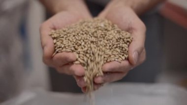 Malted Barley Pouring From Cupped Hands - close up shot - 4K Horizontal video