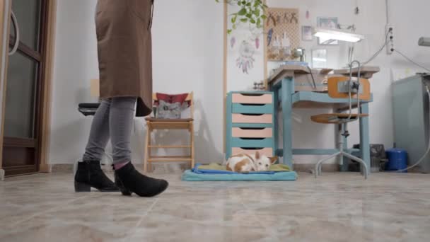 Cropped Image Female Entrepreneur Brown Apron Walking Workplace Pet Dog — Stok video