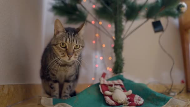 Behave Tabby Cat Sitting Christmas Tree Home Close Horizontal Video — Stock Video