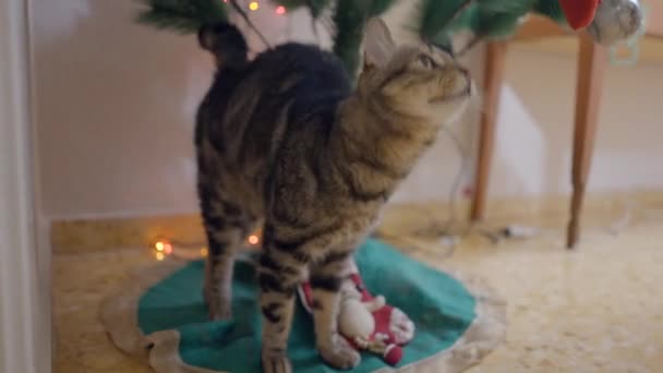 Adorable Tabby Cat Sits Christmas Tree House Close Horizontal Video — Stock Video