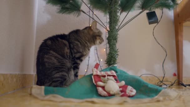 Playful Domestic Cat Christmas Tree Close Horizontal Video — Stock Video