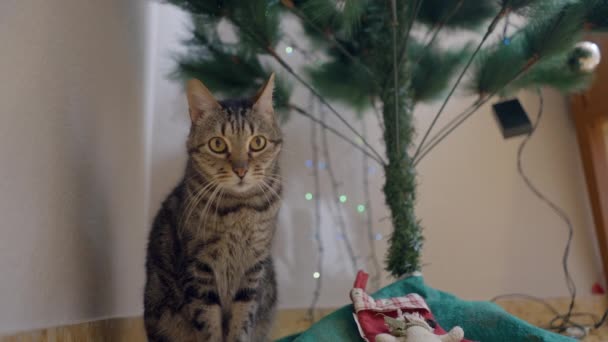 Carino Gatto Domestico Strisce Seduto Sotto Albero Natale Close Video — Video Stock