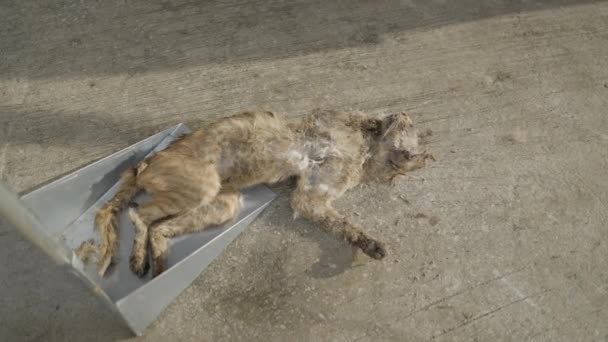 Brown Dead Cat Scoop Bangkok Street Horizontal Video — Stock Video