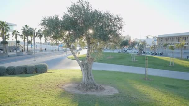 Tree Well Moved Lawn Road Evening Sunlight Valencia Spain Horizontal — Video Stock