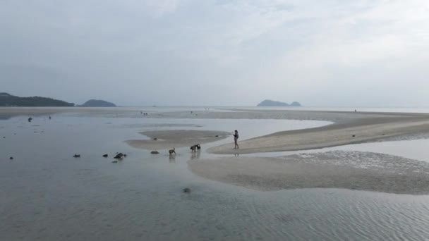 Woman Her Dogs Walking Beach Low Tide Koh Pha Ngan — Stockvideo