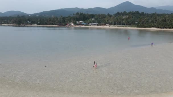 Thai Locals Gathering Clams Low Tide Tropical Beach Koh Phangan — Stockvideo