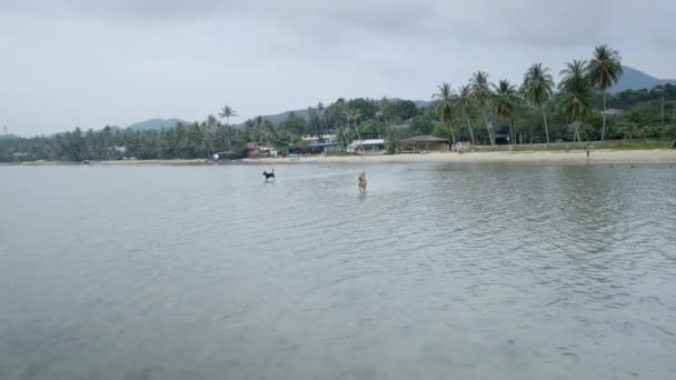 Domestic Dogs Running Tropical Beach Koh Phangan Thailand Wide Shot — Video Stock