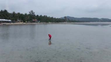 Alçak Gelgit sezonunda sepeti olan kişi Tayland 'da Koh Phangan' da istiridye yakalıyor. Hava Yörüngesi - 4K Yatay Görüntü
