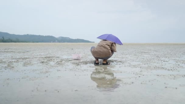 Woman Combing Mud Find Sea Clams Koh Phangan Thailand Medium — Stockvideo