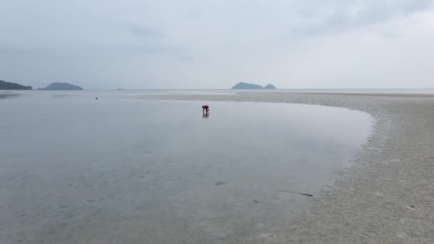 Person Collecting Clam Shells Beach Low Tide Koh Phangan Thailand — Video Stock