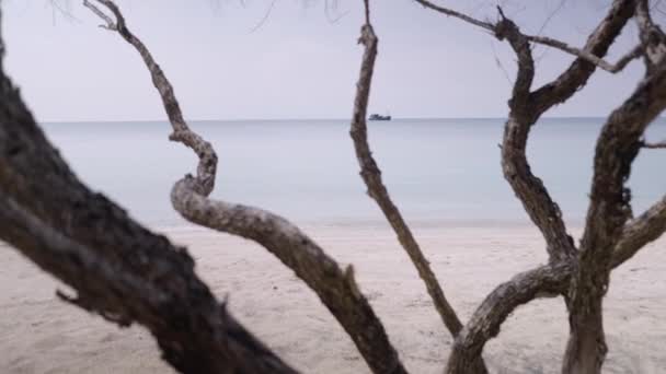 Zoom Out Shot Couple Lean Bare Tree Beach Spending Quality — 비디오