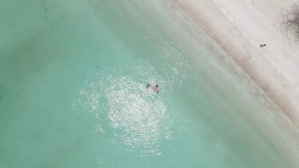 Aerial View Happy Couple Swimming Transparent Turquoise Sea Tropical Vacation — 图库视频影像