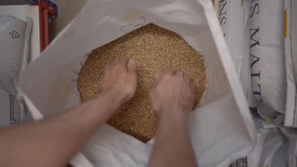 Persons Hand Taking Handful Malt Grains Poured Sack Beer Factory — Video Stock