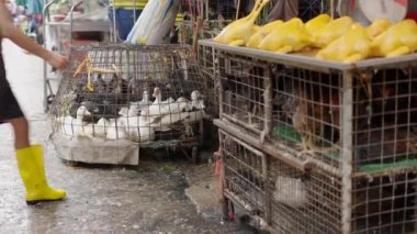Birds caged in poor health conditions in Bangkok flea street market - 4K Horizontal video