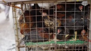 Chicken in overcrowded dirty cage in Klong Toei Market in Thailand - 4K Horizontal video