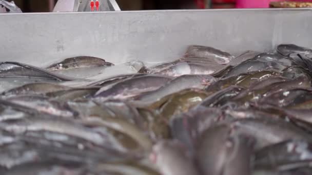 Φρέσκο Ζωντανό Ψάρι Αγωνίζεται Στην Αγορά Ψύλλων Μπανγκόκ Οριζόντια Βίντεο — Αρχείο Βίντεο