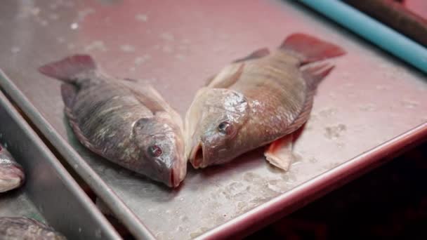 Пара Риб Асфіксіту Сталевому Лотку Азіатському Вуличному Ринку Свіжа Риба — стокове відео