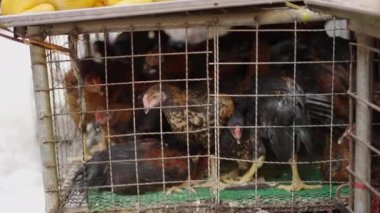 Huddled chicken on top of each other in dirty cage in Klong Toei Market in Thailand - 4K Horizontal video