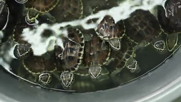 Χελώνες Που Κρατούνται Αιχμάλωτοι Ένα Μπολ Στην Αγορά Klong Toei — Αρχείο Βίντεο