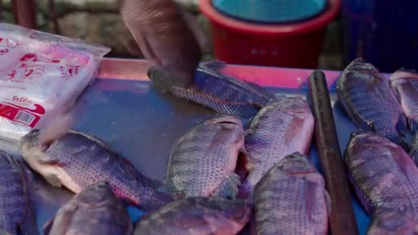 Ψάρια Άλμα Και Πεθαίνουν Χωρίς Νερό Στην Αγορά Νωπών Θαλασσινών — Αρχείο Βίντεο