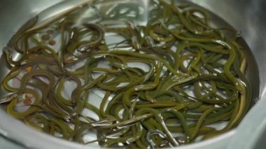 Close up of Thai eel swimming in bowl in daily fish market Bangkok - 4K Horizontal video