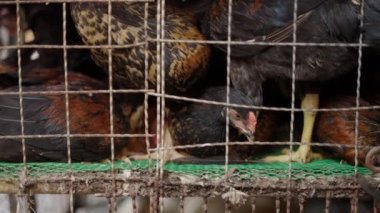 Huddled chicken stepping on others neck in dirty cage in Klong Toei Market in Bangkok - 4K Horizontal video