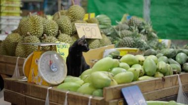 Black cat chilling in Bangkok market plenty of fruits and vegetables - 4K Horizontal video