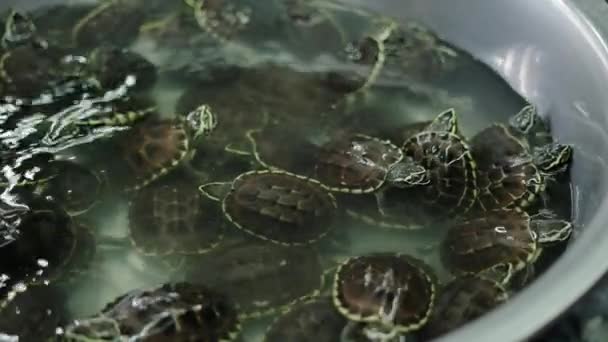Черепахи Переміщаються Чаші Тайському Щоденному Ринку Horizontal Video — стокове відео