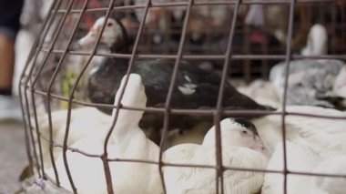 Close up of caged black and white ducks in flea market in Thailand - 4K Horizontal video