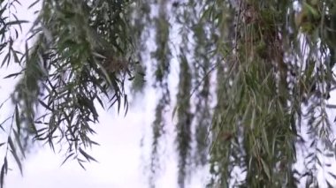 Revealing shot of dad walking her daughter down the aisle on her wedding day - Horizontal Video