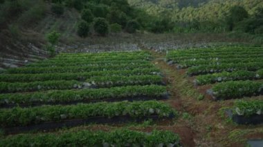 Tilt up from green plantation on mountain to hilly landscape, Thailand - 4K Horizontal video