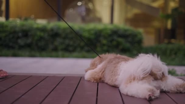 Close View Short Haired Shih Tzu Dog Lying Floor Wagging — 图库视频影像