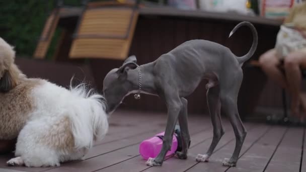Close View Shih Tzu Greyhound Puppy Interacting Wooden Deck Horizontal — Vídeos de Stock