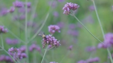Close view of wasp flying around purple verbena flowers, shallow DOF - 4K Horizontal video