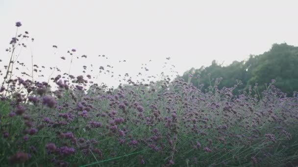 Slow Close Pan Plant Purple Flowers Field Forest Horizontal Video — Vídeo de stock
