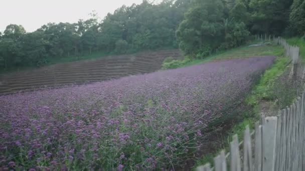 Panning Shot Plantation Purple Flowers Hill Thailand Horizontal Video — Vídeo de stock