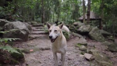 Tayland 'ın Chiagmai kentindeki Mae Kampong kırsalında gezen yerli köpekler. Tam Çekim - 4K Yatay Görüntü