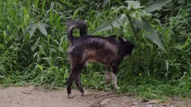 Mae Kampong Köyü, Chiang Mai, Tayland 'daki çimenlere tüylü köpek çişi. Kapat - 4K Yatay Görüntü