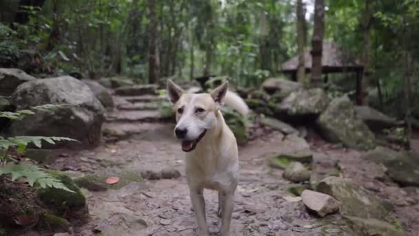 Perros Domésticos Vagando Aldea Rural Mae Kampong Chiagmai Tailandia Full — Vídeo de stock