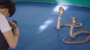 Tanınmayan adam Tayland, Chiang Mai 'deki Mae Sa Snake Çiftliği' nde başlıklı Naja Thai tekli kobra yılanlarının fotoğraflarını çekiyor.