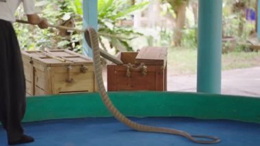 Man Handler, Thailand, Chiang Mai 'deki Mae Sa Çiftliği' nde 