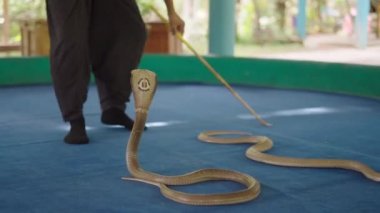 Tayland yılan oynatıcısı, Tayland 'da Chiang Mai Snake Show' da iki Tayland kral kobra yılanıyla gösteri yapıyor.