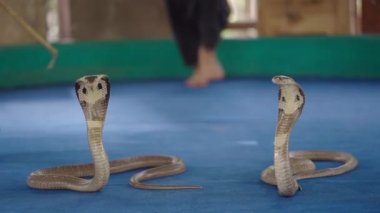 Yılan oynatıcısı, Tayland 'ın başkenti Chiang Mai Snake Show' da kuyruğa dokunan iki Tayland kobra yılanıyla gösteri yapıyor.