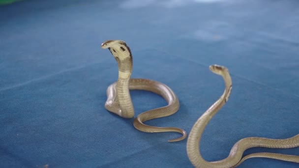 Man Handlers Hand Aanraken Lichaam Van Thaise Cobra Die Kap — Stockvideo